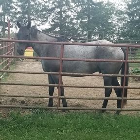 Craigslist Iowa Horses For Sale. la crosse for sale 